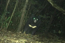 A rare Asiatic black bear found in Quang Tri's Bac Huong Hoa Nature Reserve. (Photo: The Management Board of Bac Huong Hoa Nature Reserve).