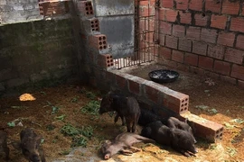 An African swine fever outbreak was detected in Tien Phong commune, Quang Yen town, Quang Ninh province (Photo: VNA)