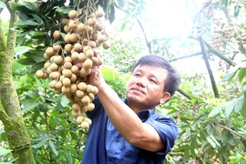 A farmer at his longan farm in Hung Yen Province. Vietnamese longan is favoured by customers in Asian markets. (Photo: VNA)