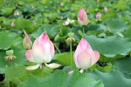 Ninh Binh en temporada de floración del loto deslumbra a turistas 