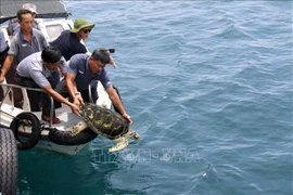 Liberan tres tortugas raras a su hábitat natural (Fuente: VNA)