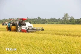 Valor de exportaciones vietnamitas de arroz alcanzará récord en 2024