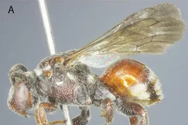 Descubren nueva especie de abeja en la provincia de Ha Tinh. (Fuente: Instituto de Ecología y Recursos Biológicos de la Academia de Ciencia y Tecnología de Vietnam(