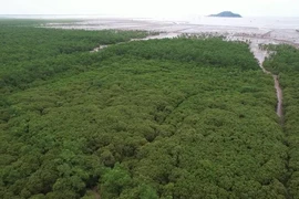 Vietnam por desarrollar bosques. (Fuente: Vietnamplus)