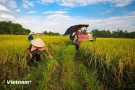 随着稻米产量和生产力的提升，农业部门可实现出口750万至800万吨稻米。图自越通社