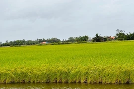 Coopérative agricole, commerciale, de production et de services Chau Hung, province de Tra Vinh. Photo: lmhtx.travinh.gov.vn
