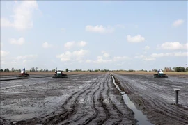 Culture à titre expérimental de 50 premiers hectares de production de riz de haute qualité à faibles émissions à Can Tho. Photo: VNA