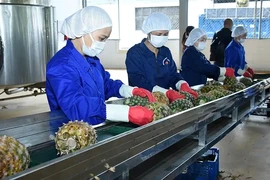 Transformation préliminaire d'ananas destinés aux exportations dans une société implantée dans la province de Ninh Binh. Photo: VNA
