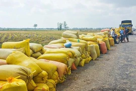 Les exportations de riz ont rapporté à Soc Trang 627 millions de dollars au cours des 10 premiers mois de l'année. Photo: dttc.sggp.org.vn