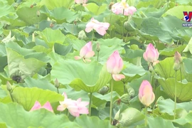 Ninh Binh in lotus blooming season dazzles tourists