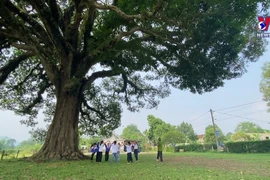 Preserving the 800-year-old heritage tree in Ha Tinh province