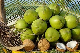 First batches of Vietnam’s fresh coconuts enter China