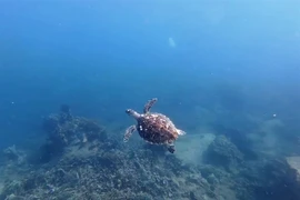 The sea turtle spotted in Nha Trang Bay last week. (Photo: nld.com.vn)