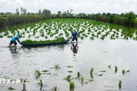 金瓯省农民在养虾场上种植水稻。图自越通社
