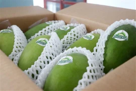 Can Tho exports first green-peel elephant mango to Australia, US. (Photo: VNA)