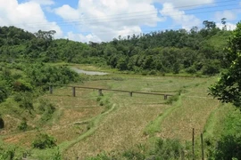 In Kon Plong district in the Central Highlands province of Kon Tum (Photo: VNA)