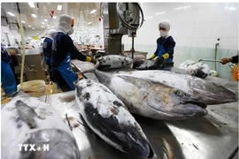 Workers process tuna for export (Photo: VNA)