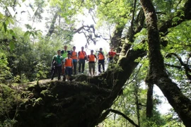 Lai Chau desarrolla turismo asociado a la protección forestal
