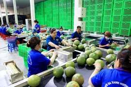 Exportaciones de hortalizas y frutas de Vietnam aumentan más del 30%