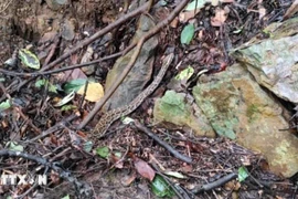 La serpiente rata oriental liberada a la naturaleza (Fente: VNA)