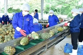 El procesamiento de piña para la exportación (Fuente: nhandan.vn)