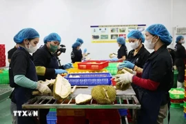 El procesamiento de durian para la exportación (Fuente: VNA)