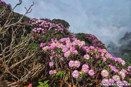 El bosque de azaleas en el pico Putaleng es una "especialidad" del turismo en el distrito de Tam Duong, en Lai Chau. (Foto: Comité organizdor) 