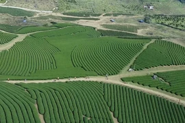 Un rincón de la Zona Turística Nacional de Moc Chau (Fuente: VNA)