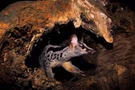 Owston’s palm civet is an endangered animal. (Photo: Save Vietnam's Wildlife)