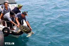 A hawksbill sea turtle is released into the nature. (Photo: VNA)