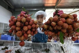 Food and Agriculture Organisation of the UN said using isotopes or irradiation techniques in agriculture can control pests and diseases, increase crop production, protect land and water resources, ensure food safety. (Photo: VNA)