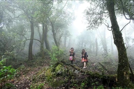Lai Chau developing tourism associated with forest protection