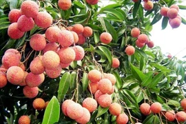 Experts stress need to promote fruit sales as peak season arrives