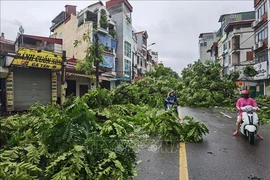 Typhoon consequences seen in every coner of Hanoi