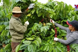 Vietnam’s coffee exports exceed 5 billion USD