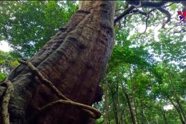 Con Dao national park recognized for heritage trees