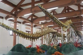 Vietnam’s largest whale skeleton display attracts visitors