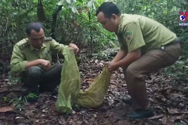 Tay Ninh rangers release pangolins back into the wild