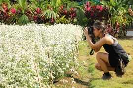 Oxeye daisy in blooming season in Ninh Binh