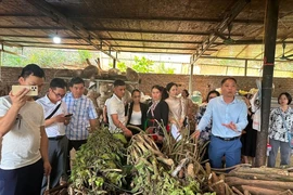 游客参观瑶族人的药材加工场地。图自越南之声