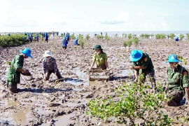 13 мая 2023 года в провинции Шокчанг стартует кампания по посадке прибрежных защитных лесов в ответ на программу “За зеленый Вьетнам”. (Фото: ВИA) 