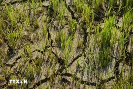 Пострадавшее от засухи рисовое поле в общине Бонгкранг уезда Лак, провинция Даклак. (Фото: ВИA)