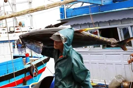 Transporte de atún en el puerto pesquero de Tam Quan, ciudad de Hoai Nhon, provincia de Binh Dinh. (Fuente: VNA)