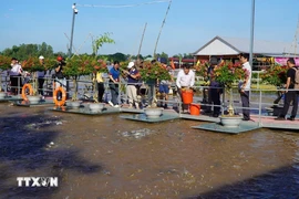 Los turistas visitan y experimentan la alimentación de los peces en el río Tien, ciudad de Hong Ngu, provincia de Dong Thap. (Fuente: VNA)