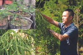 Pham Van Su s’occupe des xich tùng dans son jardin. Photo : CTV/CVN