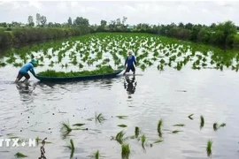 Les agriculteurs de Cà Mau cultivent des plants de riz dans une zone d’élevage de crevettes. Photo : VNA