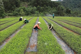 Production de plants pour le reboisement au Centre de recherche sur les arbres forestiers relevant du comité de gestion de la réserve naturelle de Xuân Liên (Département de l’agriculture et du développement rural de la province de Thanh Hoa). Photo: VNA