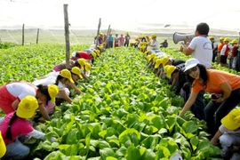 Hanoi dispose de grands potentiels en matière d’agrotourisme. Photo: CTV