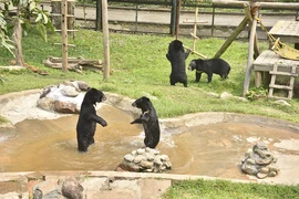 Des pensionnaires du Centre de sauvetage des ours du Vietnam n°2. Photo : daibieunhandan.vn