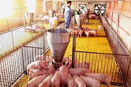 Les porcs sont très sensibles à la peste porcine africaine. Photo d'illustration: VNA